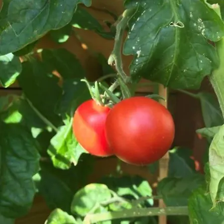 Spacious House Near Centre - Wsc 2025! *